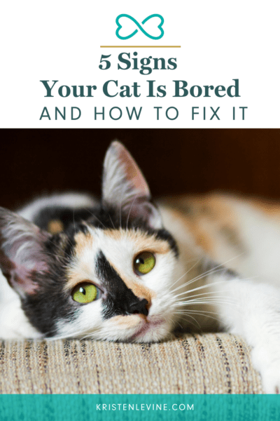 how to entertain bored cat