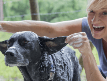 Chilly enjoying a bath with FoamCare shampoo