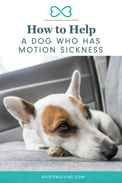 pin how to help a dog who has motion sickness