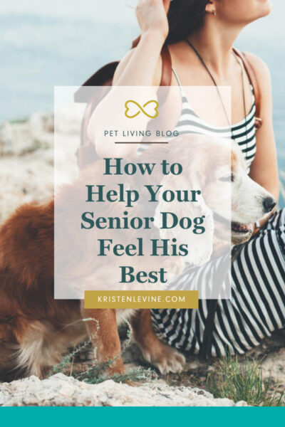 how to help your senior dog feel his best pin