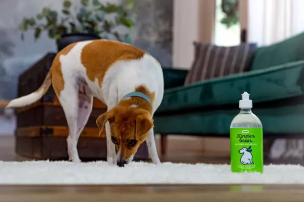 Dog Sniffing carpet with Kinderbean enzyme cleaner in view.