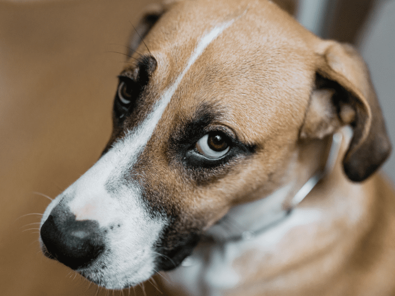 Why Do Dogs Pee in the House? Pet Living with Kristen Levine