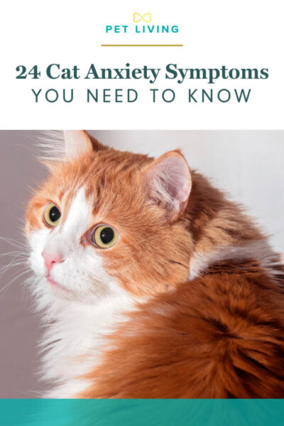 24 cat anxiety symptoms pin