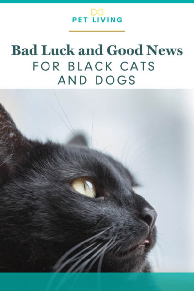 good news for black cats and black dogs