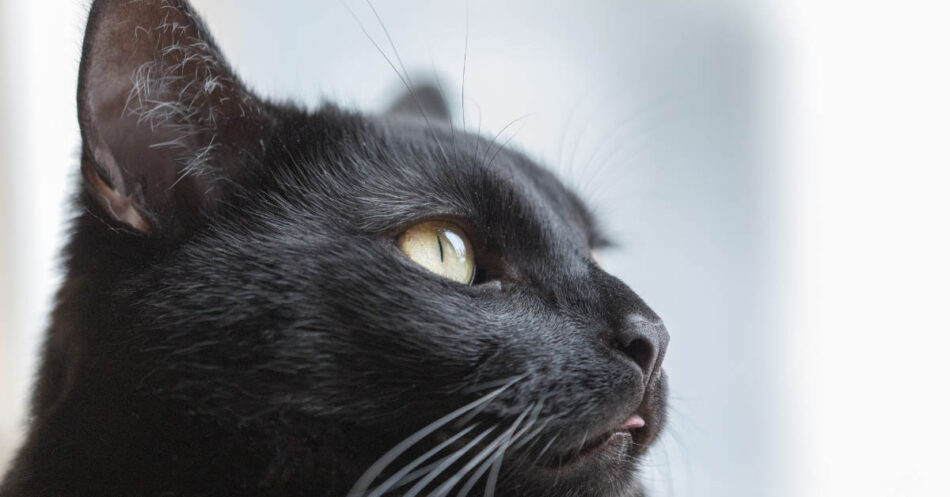 Black Cats And Dogs May Have More Difficulty Getting Adopted.