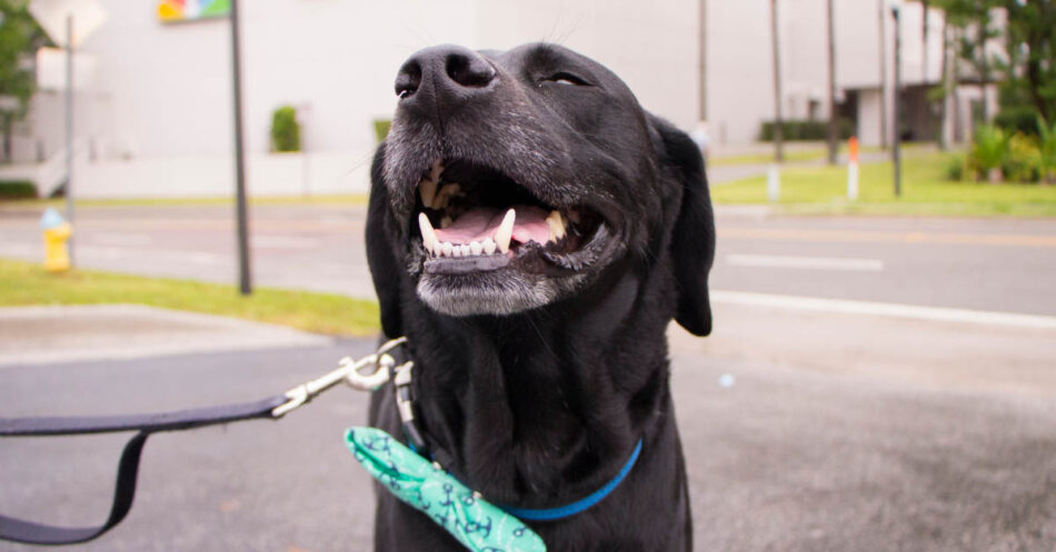 Celebrate National Black Dog Day