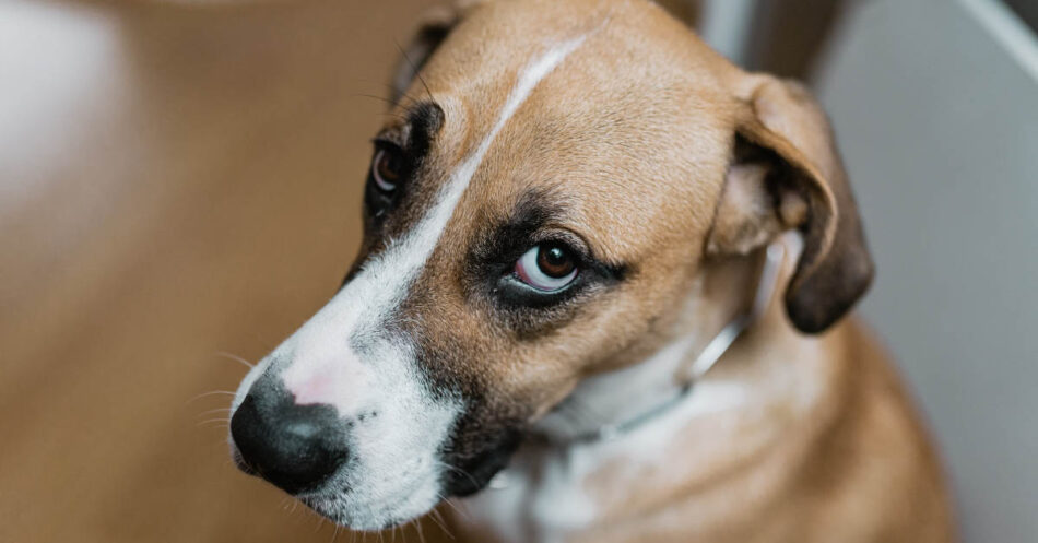 Find out why dogs pee in the house and what you can do to make them stop!