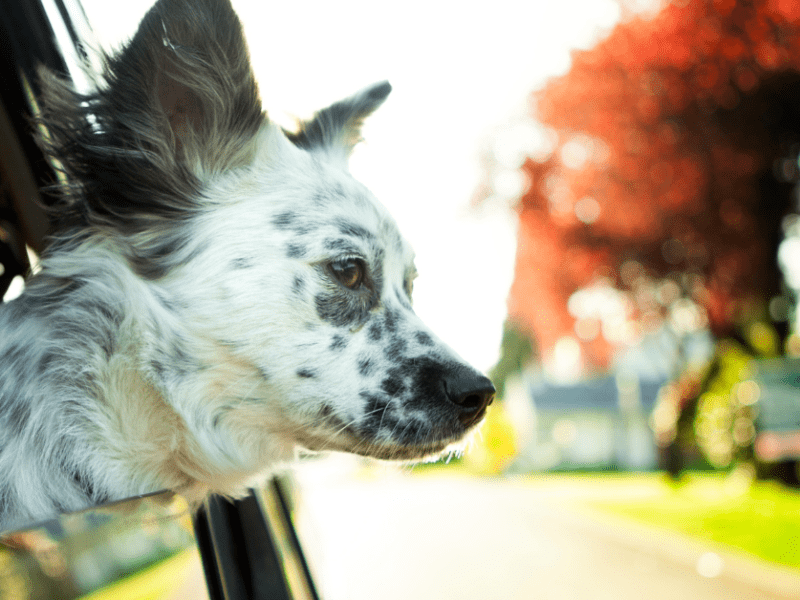 Traveling? Here's how to easily travel with your dog.