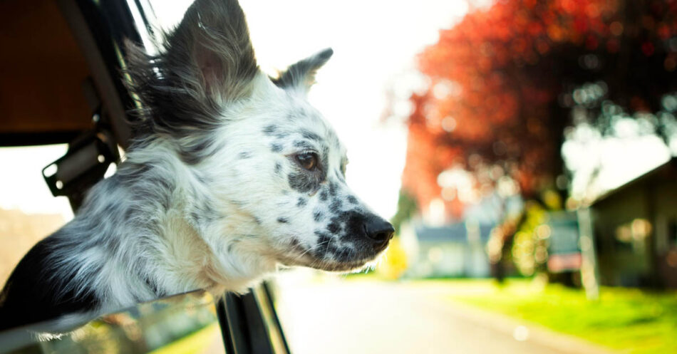 Traveling? Here's how to easily travel with your dog.