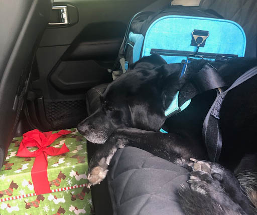 my dog chilly safely harnessed in a car