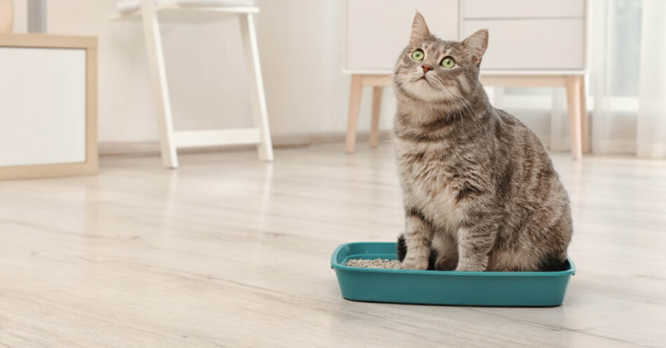 Messy cat outlet litter box