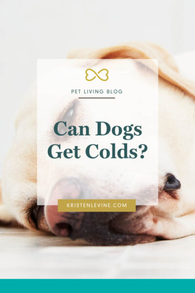 pin - can dogs get colds?