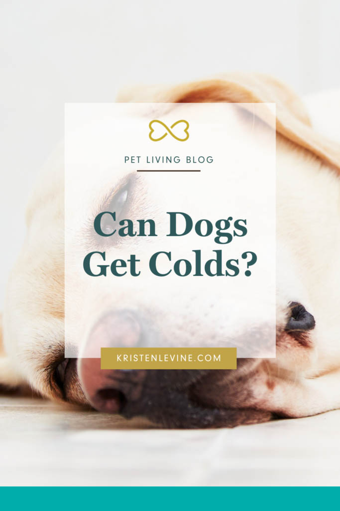 Can Dogs Get Colds?