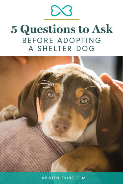 what to ask before adopting a shelter dog pin