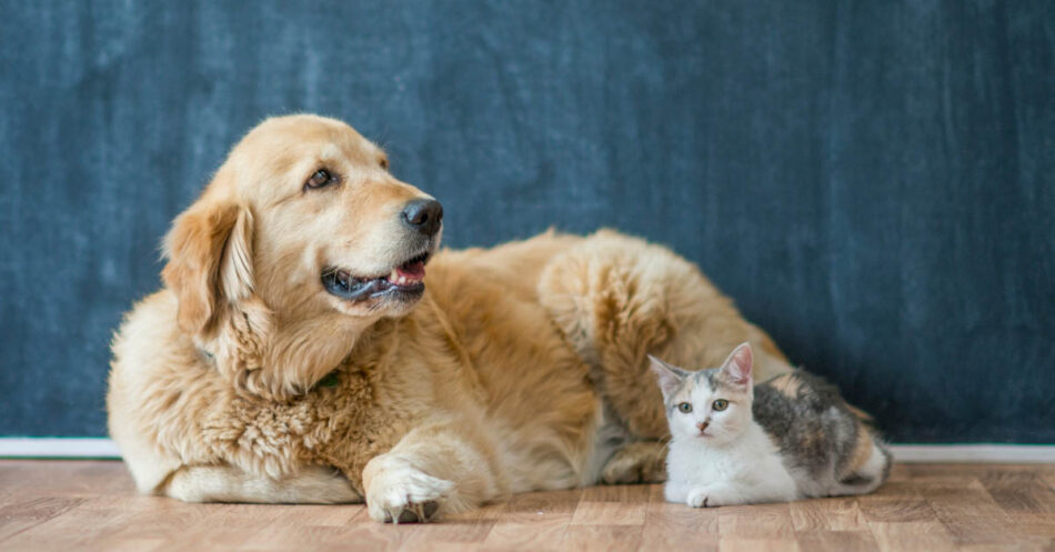 Which Pet Insurance Is Best