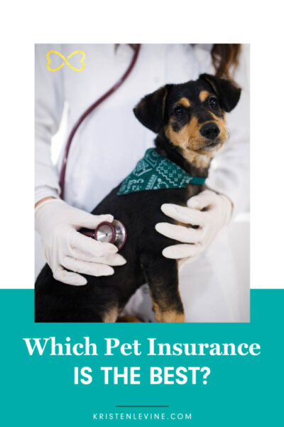 best pet insurance pin