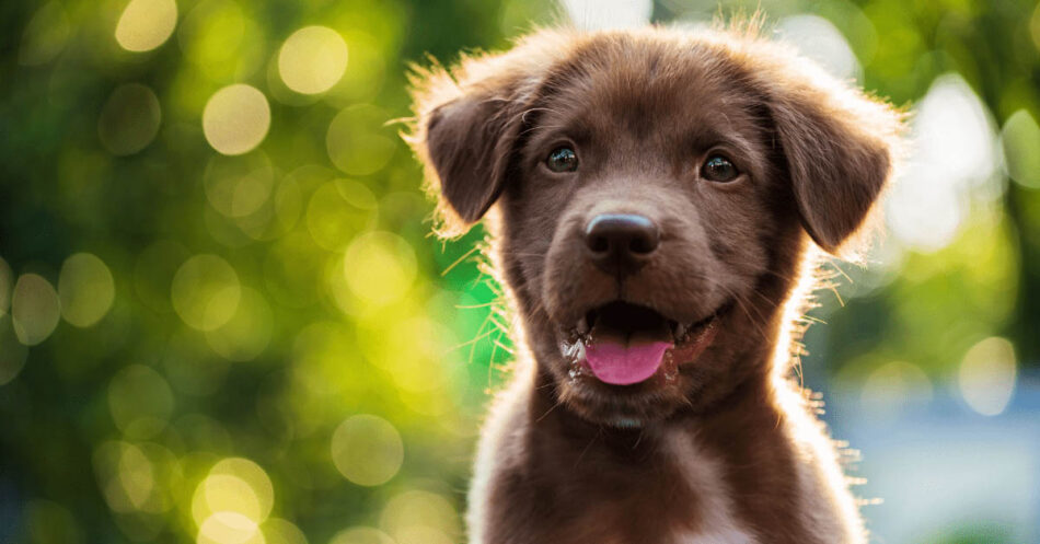 13 of the Best Gifts for Puppies (Spring 2023 Edition)