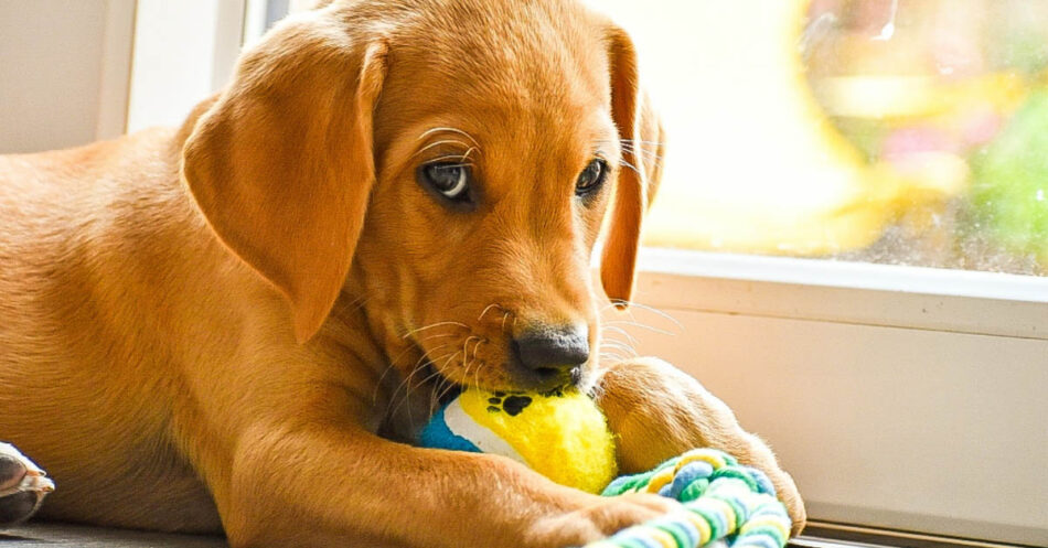 New Puppy? Here's My Tried And True, Puppy-tested And Approved Favorite Toys!