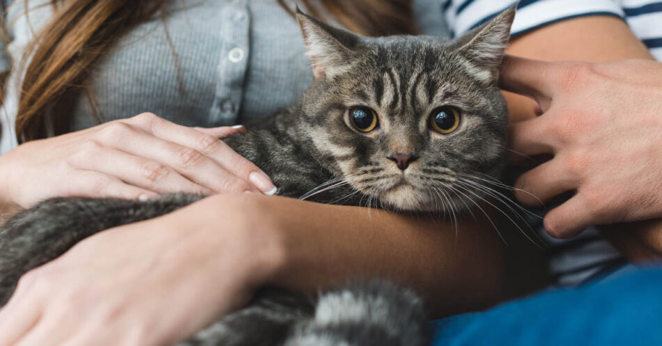 cat acne treatment