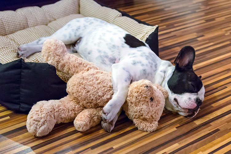 puppy sleeps with toy pet advice