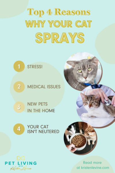 top 4 reasons why your cat sprays