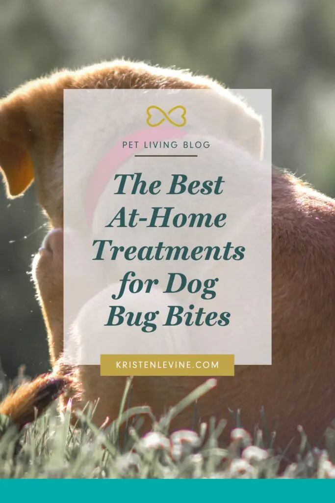 Easy ways to treat your dog's bug bites at home.