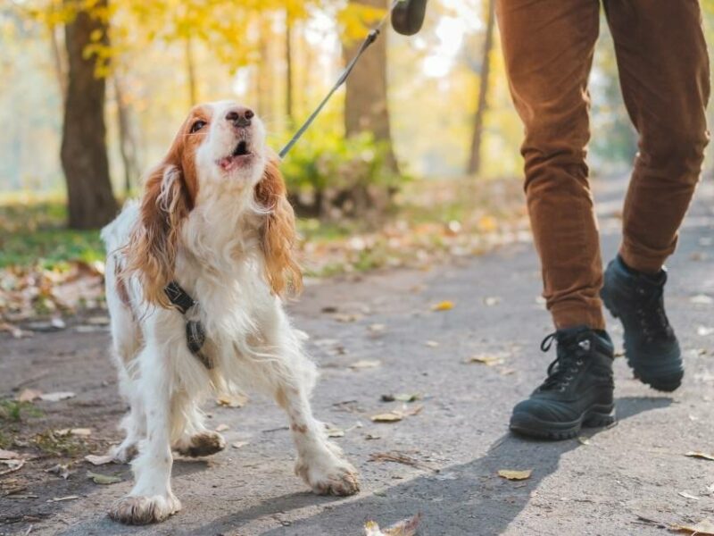 You can help your dog with social anxiety and fear of strangers.