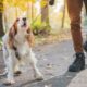 You can help your dog with social anxiety and fear of strangers.