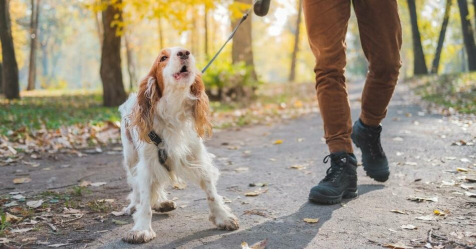 You can help your dog with social anxiety and fear of strangers.