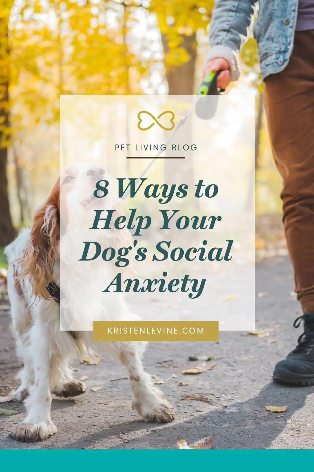 How to Help a Dog with Anxiety Pet Living