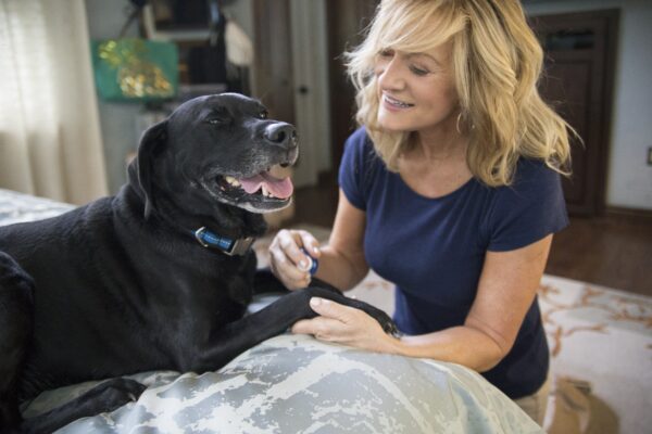 Vetericyn wound care helps soothe and treat dog bug bites.