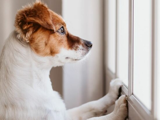 Keep your anxious dog calm when home alone.