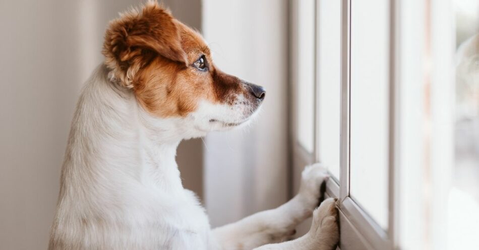 Keep your anxious dog calm when home alone.