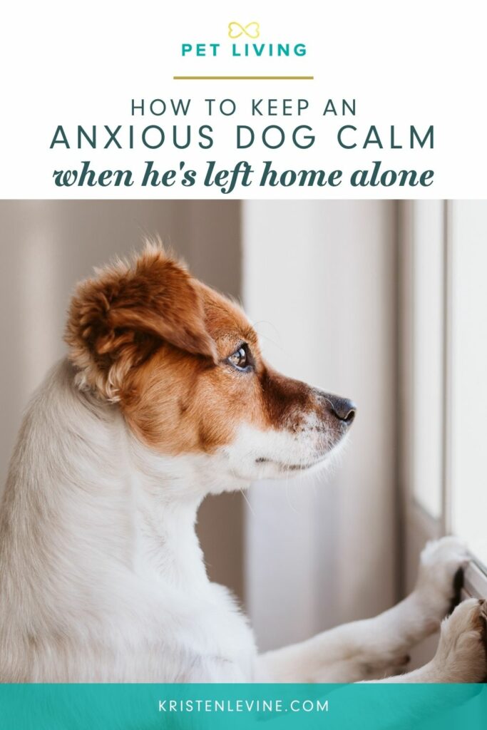 Keep your anxious dog calm when home alone.