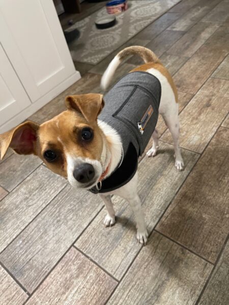 Tulip in her ThunderShirt