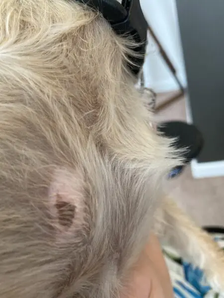 what can you put on bug bites on dogs