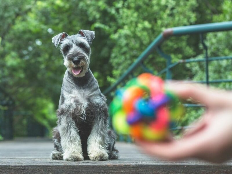 Dog with ball