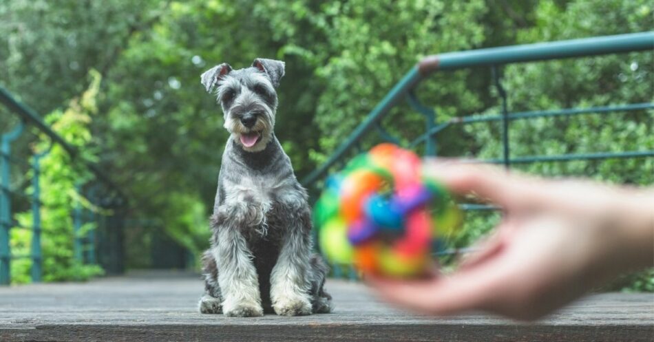 Dog With Ball