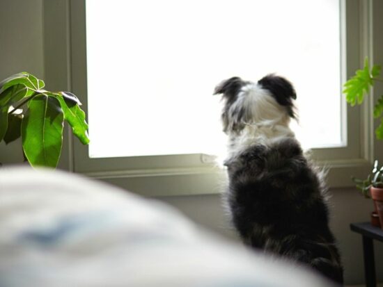 Dog Separation Anxiety: What to Do When Your Dog Can't Live Without You