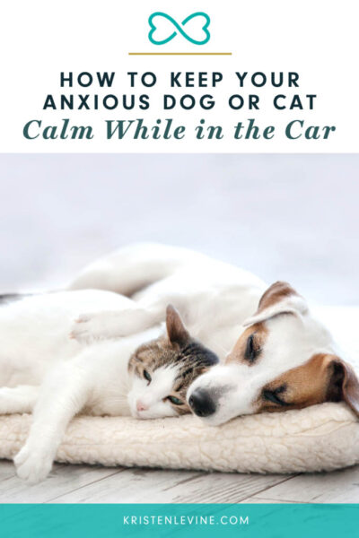 how to keep your anxious dog cat calm in the car pin