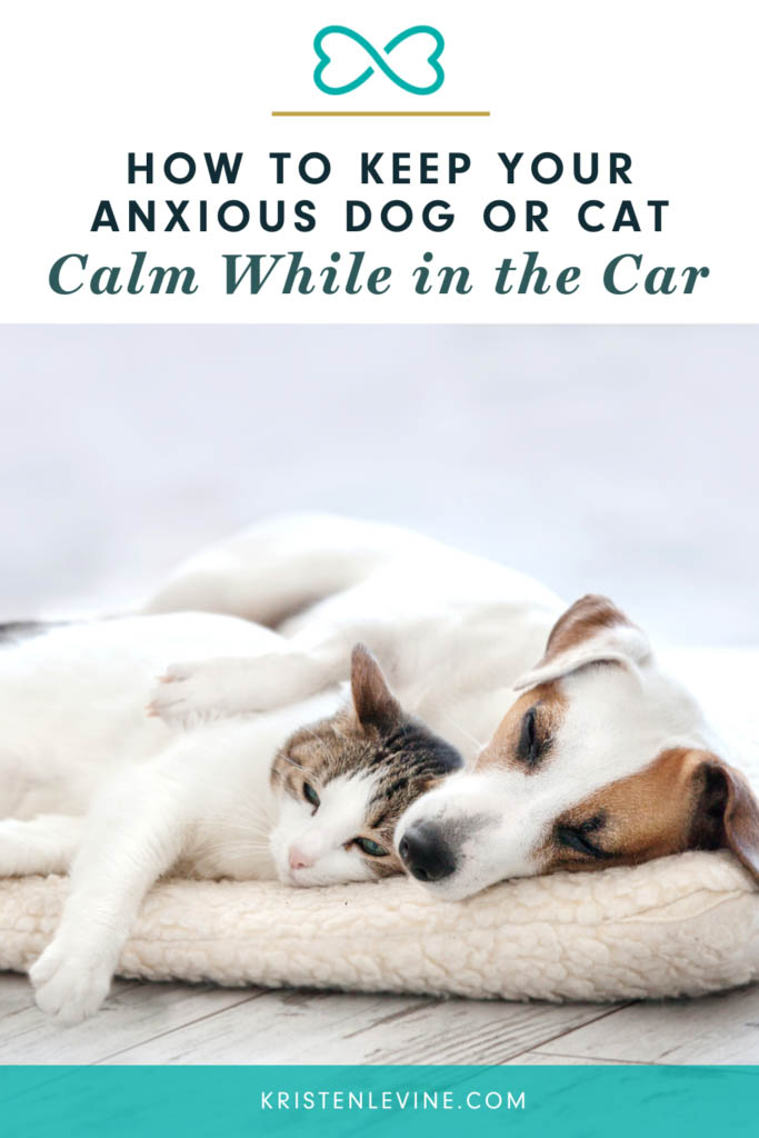 How to Help Dogs with Car Anxiety Pet Living