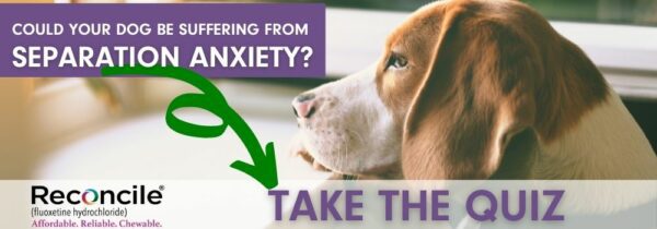 Take the separation anxiety quiz!