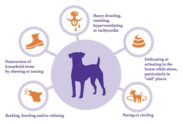 Enrichment For Dogs With Separation Anxiety - Faunalytics