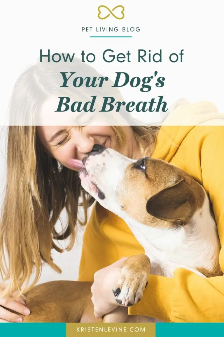 How to Get Rid of Your Dog's Bad Breath