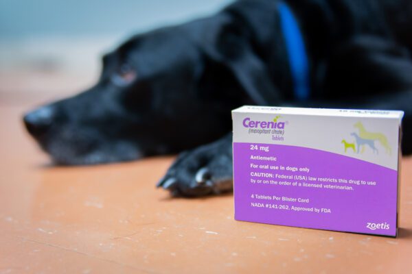 Dog with Cerenia tablets.