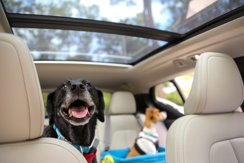 Chilly now enjoys car rides!