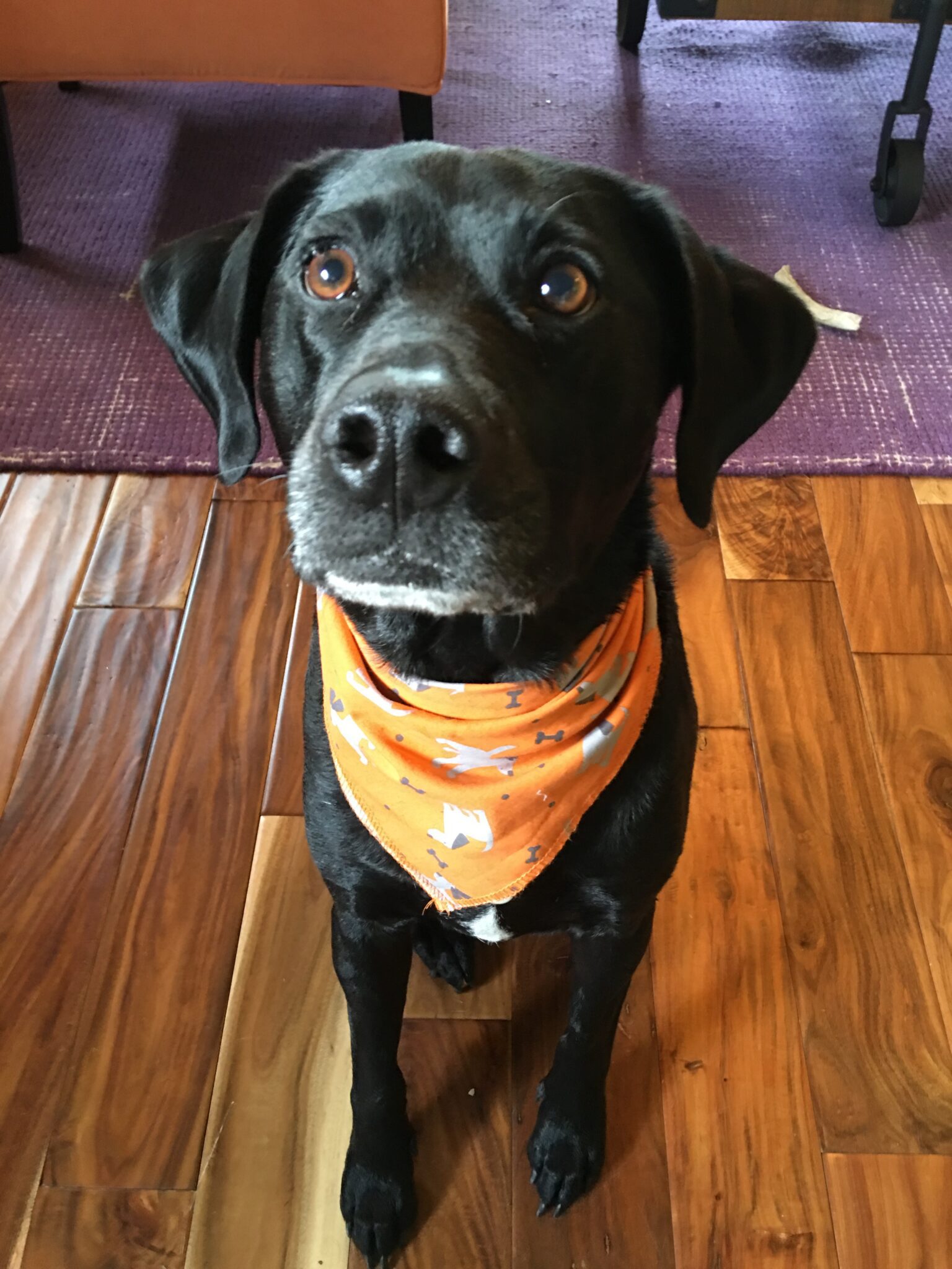 How to Help Your Carsick Dog Finally Enjoy Car Rides