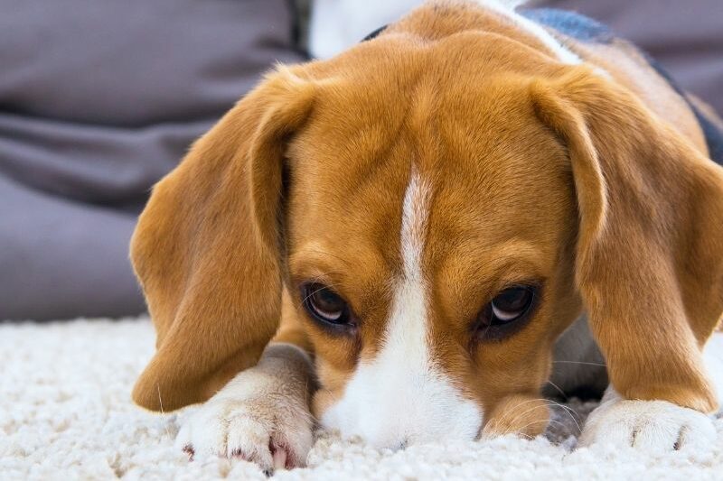 how to end your dog's urine marking