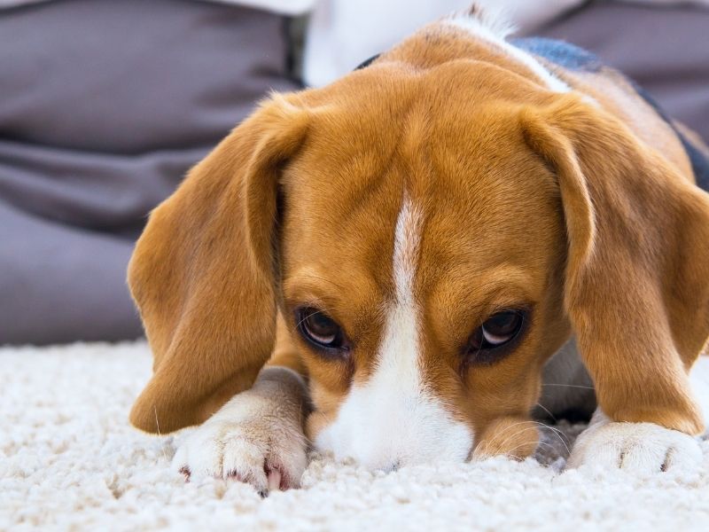 Male puppy marking in best sale the house