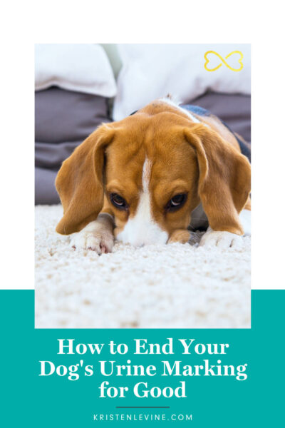 Pin How to End your dog's Urine Marking for Good!